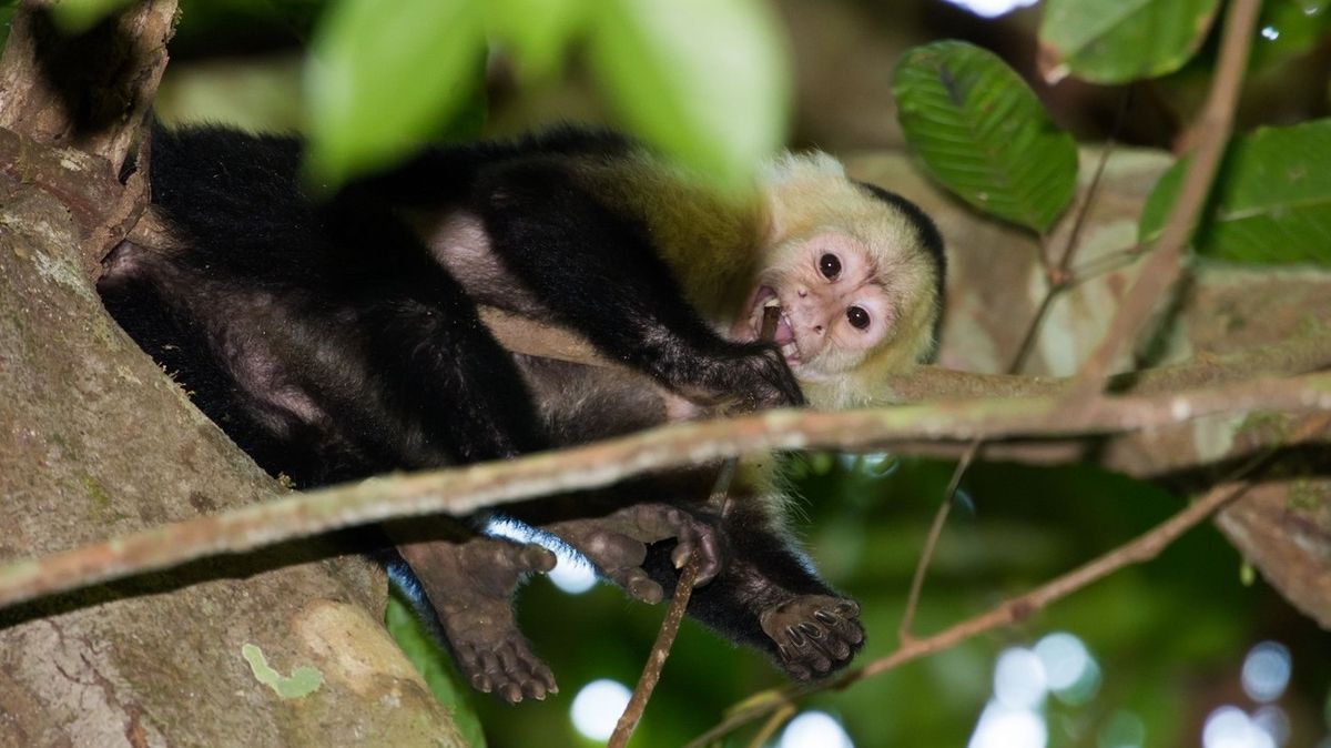 Opička zavolala na tísňovou linku a přivolala do kalifornské zoo policisty